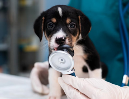 Vet with golden retriever